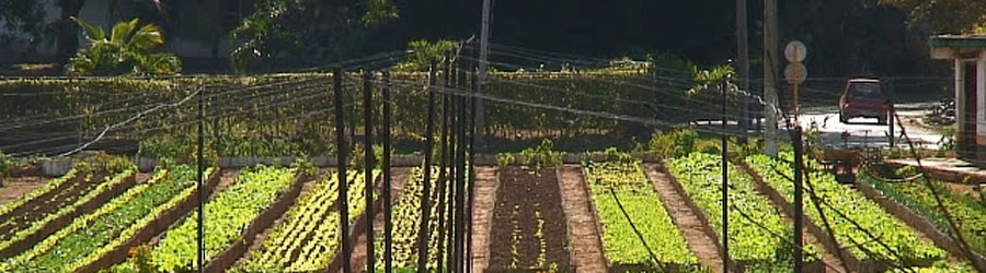 Agroecología en Cuba